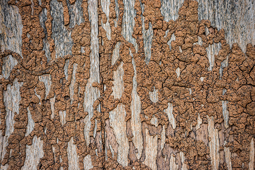 Damaged wood from termites