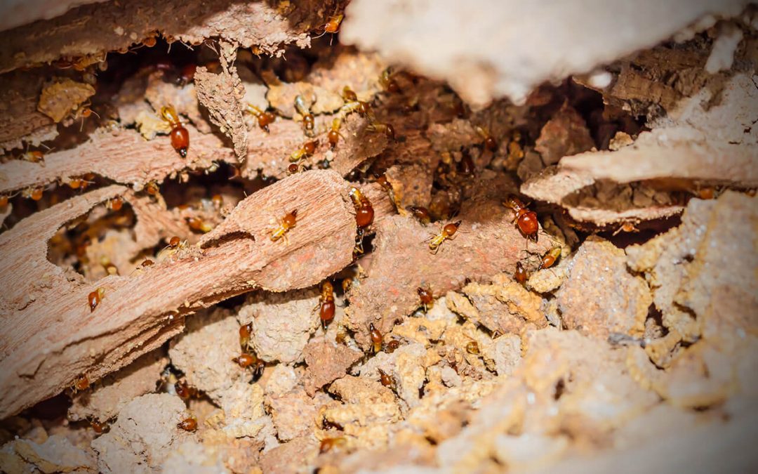 signs of a termite infestation