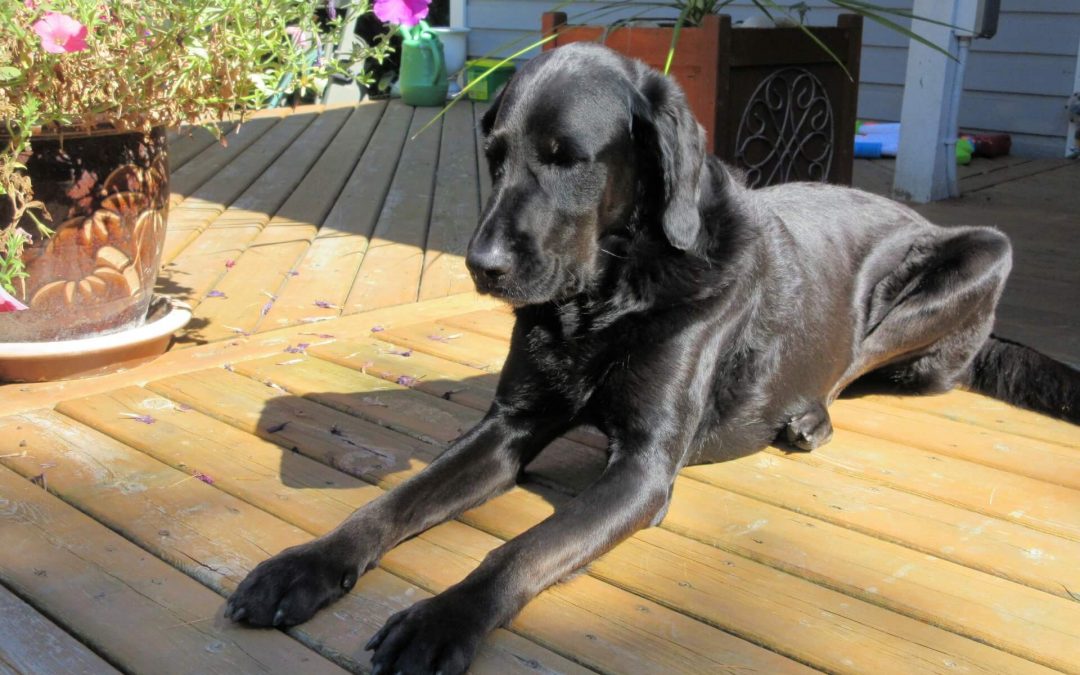 Create a Safer Deck for Children and Pets